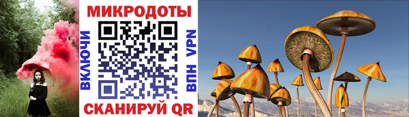 Псилоцибиновые грибы Psilocybe  Абинск 
